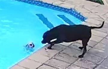 В ЮАР собака вытащила «подругу» из бассейна и стала звездой Сети