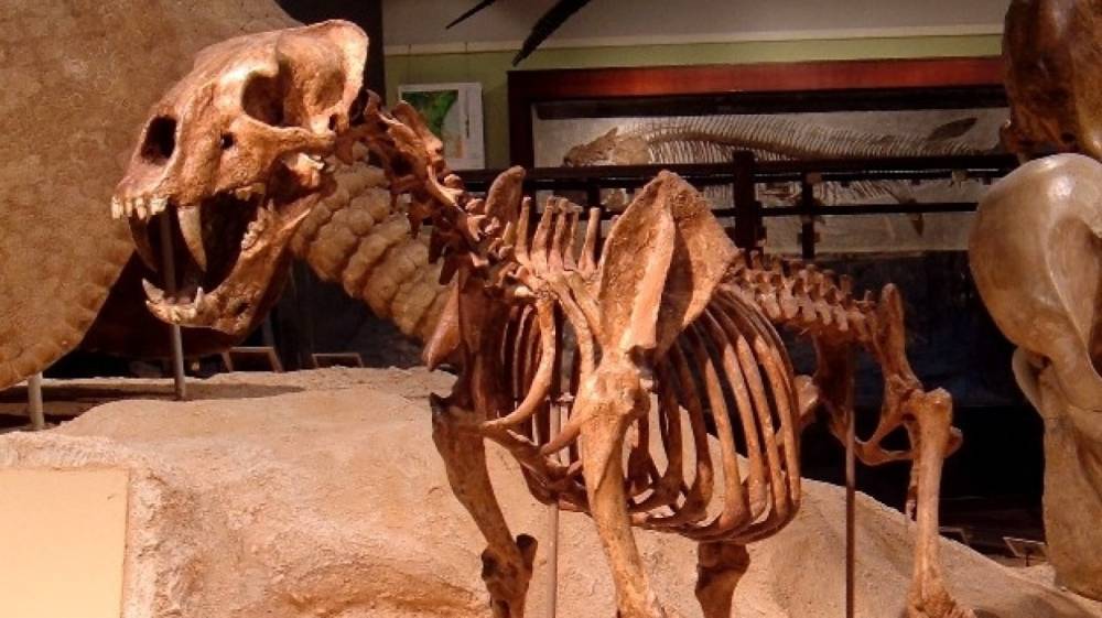 Американские археологи обнаружили останки крупнейшей саблезубой кошки в истории