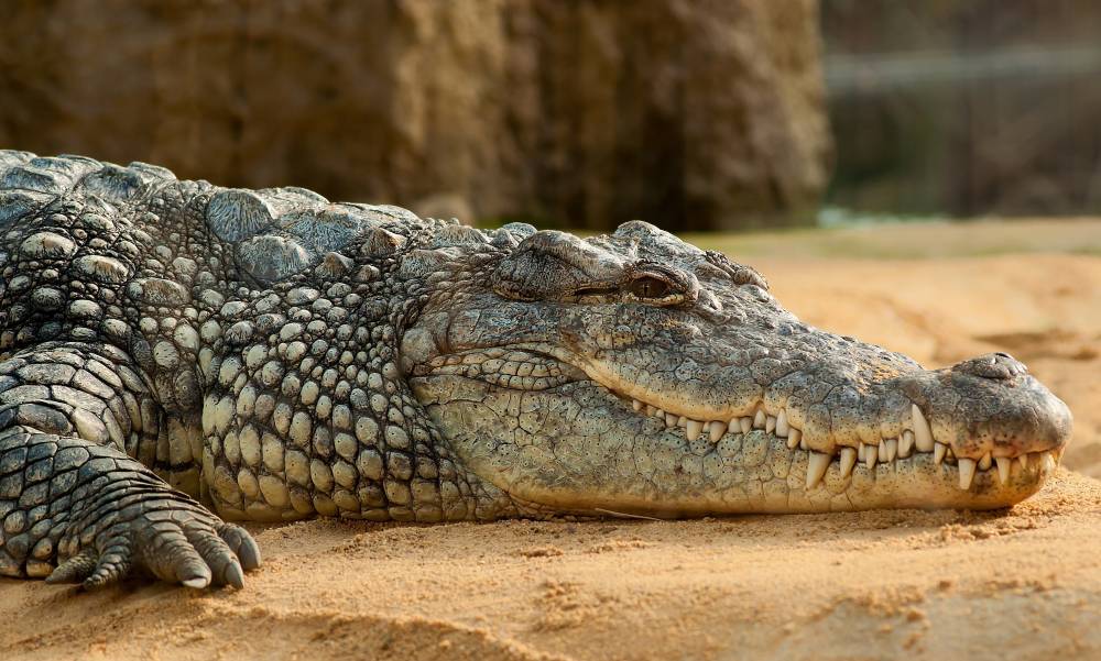 Мертвого крокодила нашли на берегу Азовского моря в Кирилловке: фото