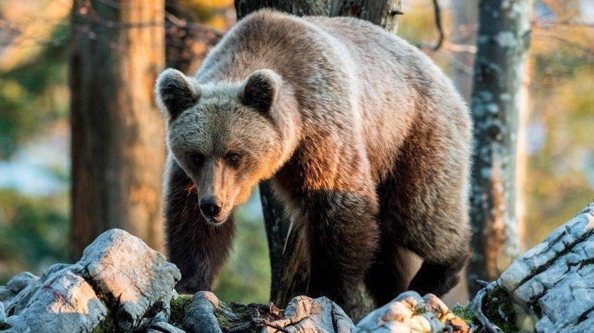 Почему медведи начали «атаковать» российские города и села?
