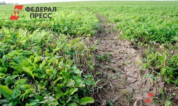 Новосибирские фермеры рискуют остаться без господдержки
