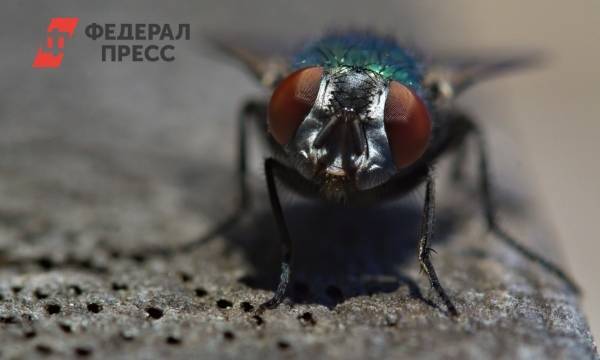 На месте излива нечистот под Челябинском плодятся мухи и появился запах