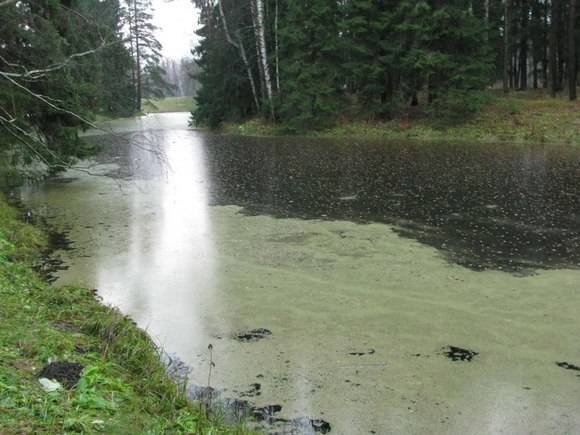 Череп человека обнаружили в болоте на востоке Москвы