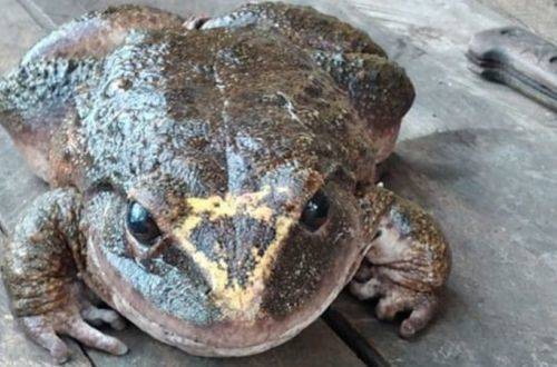 На Соломоновых островах видели лягушку размером с младенца