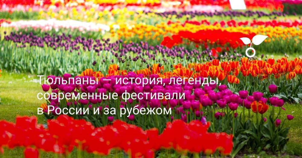 Тюльпаны — история, легенды, современные фестивали в России и за рубежом