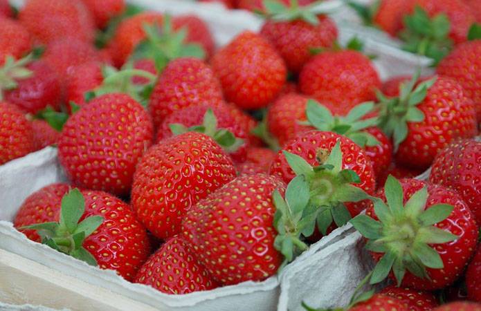 Стартовал сезон клубники: украинская ягода дешевле импортной