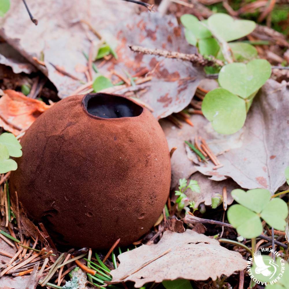 В Нижне-Свирском заповеднике заметили редкий краснокнижный гриб