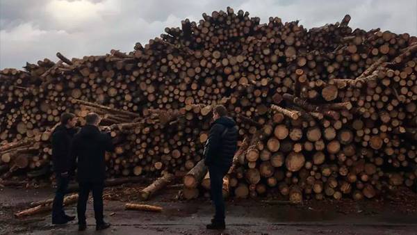 Минэкономики предлагает отменить запрет на экспорт необработанных лесоматериалов