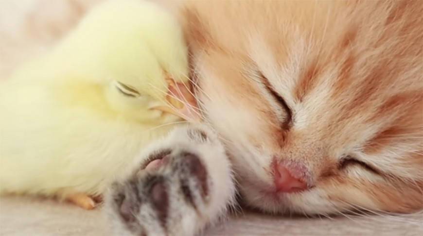 Котенок и цыпленок задремали вместе - видео собрало около 50 млн просмотров