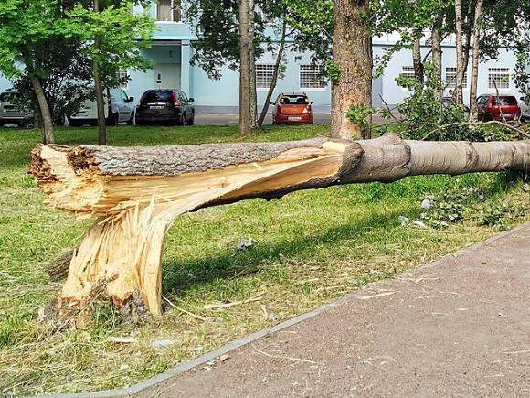 В Москве из-за шквального ветра рухнули два дерева, повреждены две машины