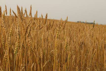 Экспорт пшеницы из РФ в 2021-22 сельхозгоду может стать вторым в истории - Минсельхоз США
