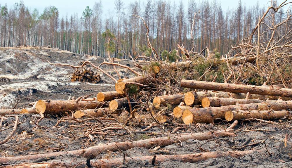 Чиновник незаконно вырубил леса на 110 миллионов рублей