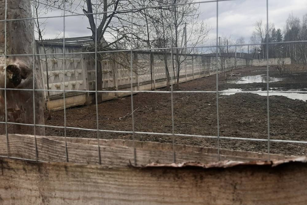 Жители Суворова жалуются на разгуливающих по улице свиней