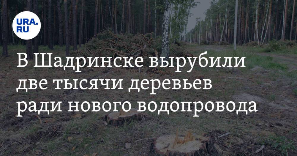 В Шадринске вырубили две тысячи деревьев ради нового водопровода. Фото