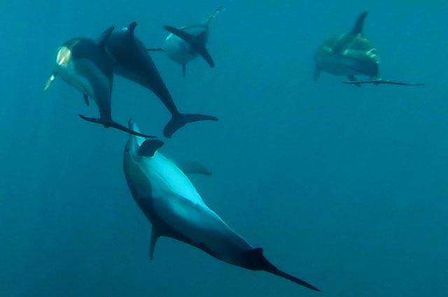 В РФ планируется запретить вылов китов и дельфинов