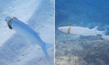 Маленькая рыбка в Тихом океане нашла обручальное кольцо