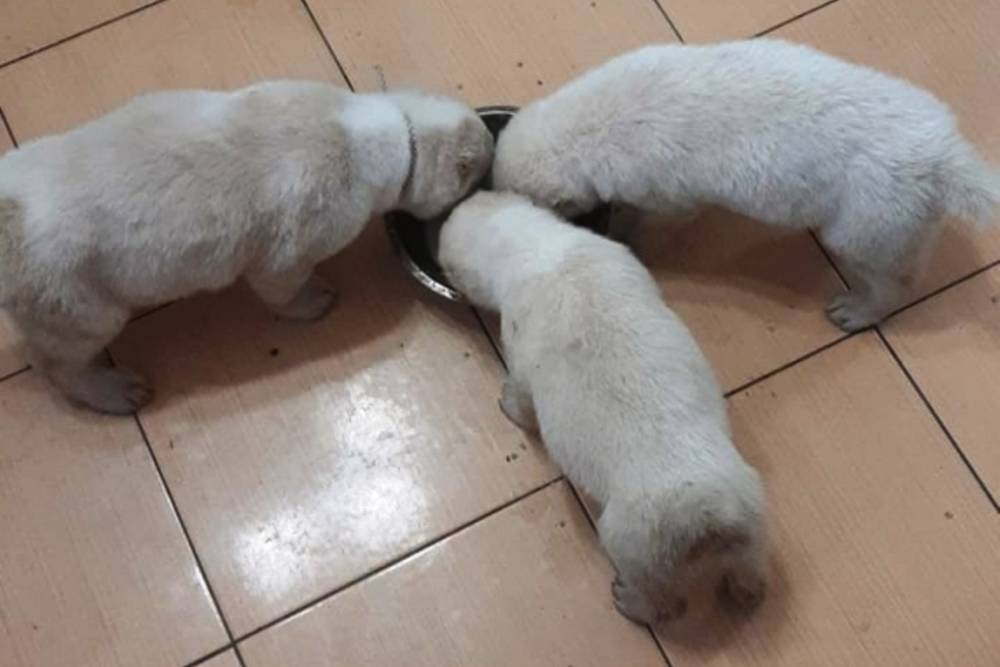 В Волгограде по горячим следам задержали похитителя трех щенят
