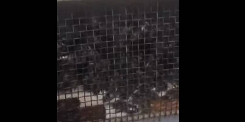 Скандал с перевозкой пчел Укрпочтой на Закарпатье - насекомые оказались живы, видео - ТЕЛЕГРАФ