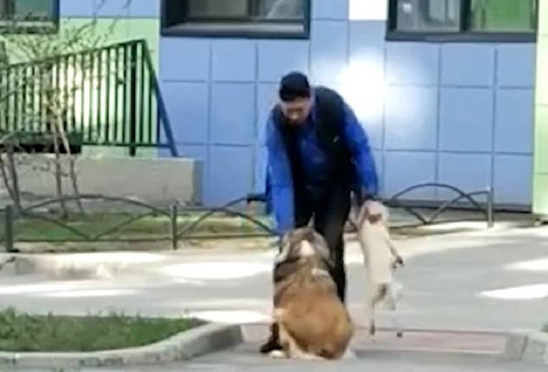 Петербуржец заставлял собаку ходить на задних лапах и бил ее другой собакой