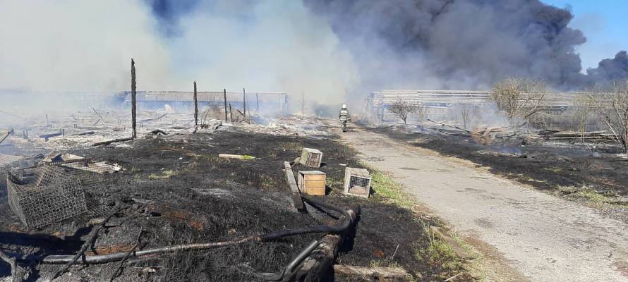Госкомитет по безопасности и жизнедеятельности в Карелии показал, что осталось от Пряжинской зверофермы после пожара (ФОТО)