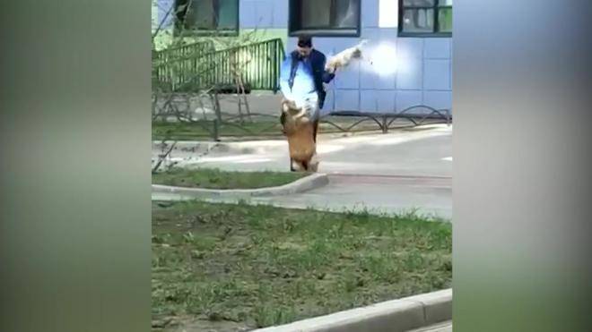 В Петербурге задержали живодера, избивавший собаку другой, более мелкой собакой