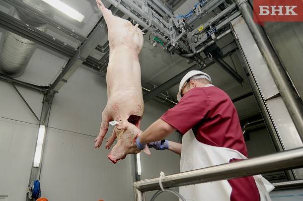 В двух районах Коми отменили карантин по африканской чуме свиней