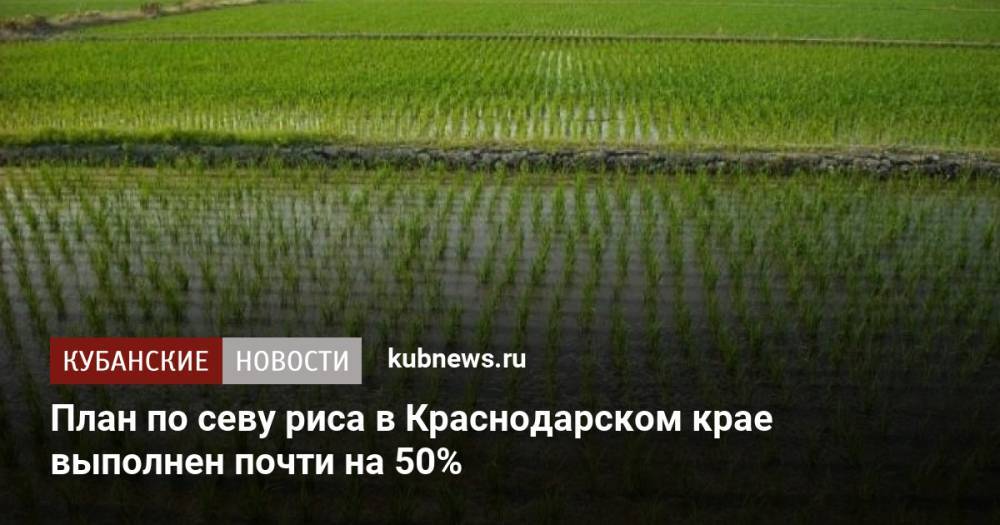 План по севу риса в Краснодарском крае выполнен почти на 50%