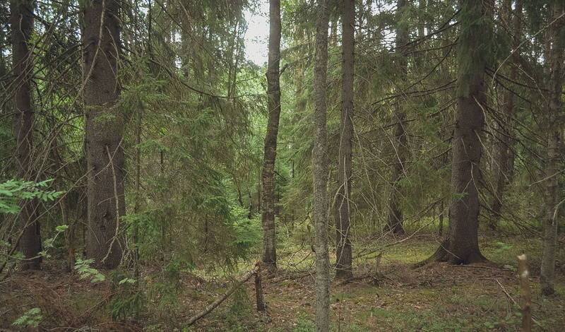 В Башкирии запретили походы в лес