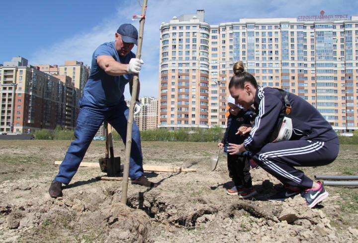 Клёны-красавцы и люди не хуже: жители Кудрово приняли участие в акции по озеленению города