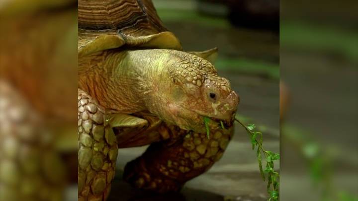 Видео из Сети. Черепахи готовятся к переезду со спа-курорта в уличные вольеры