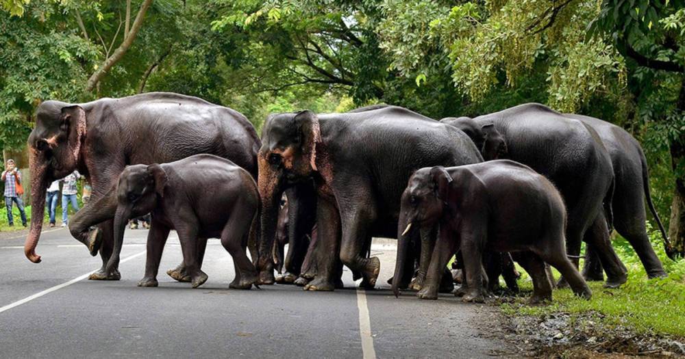 По Лондону проведут "стадо" из моделей слонов в натуральную величину
