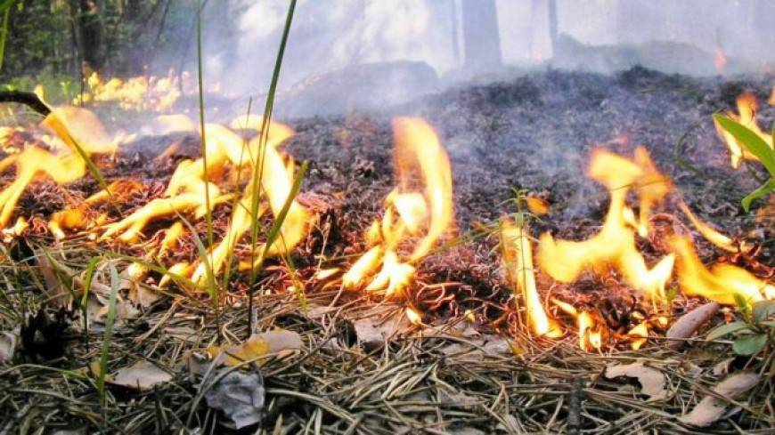 В Пермском крае тушат более 20 гектаров природных пожаров