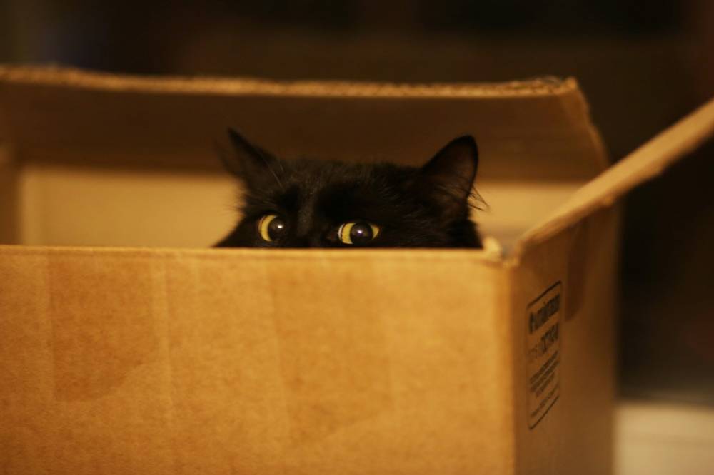 На котах испытали оптическую иллюзию, чтобы понять их любовь к коробкам