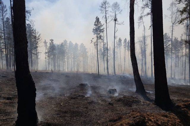 Площадь лесных пожаров в России с 14 мая сократилась почти втрое