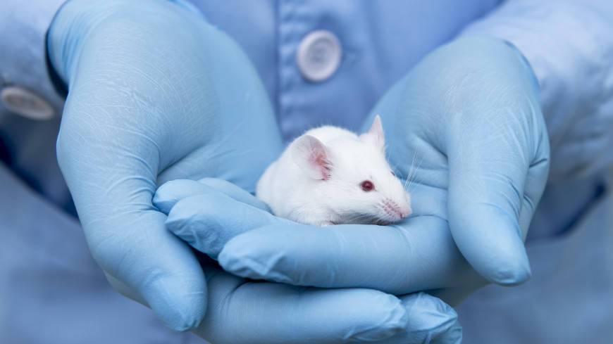 Мыши помогли ученым раскрыть механизм возникновения любопытства