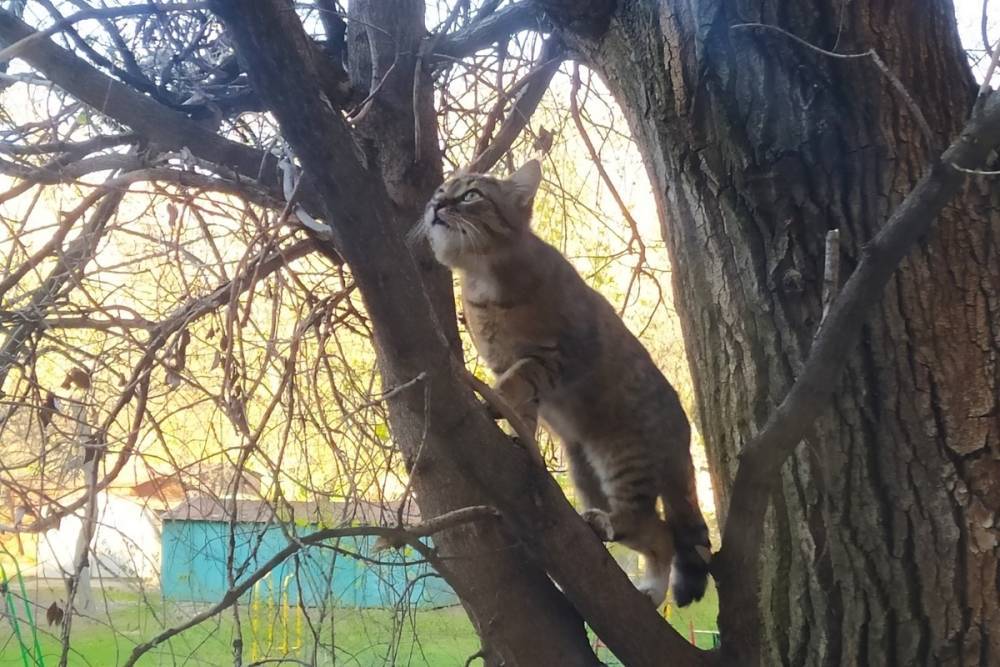 Кота, застрявшего на дереве в Свердловске, смыли водой