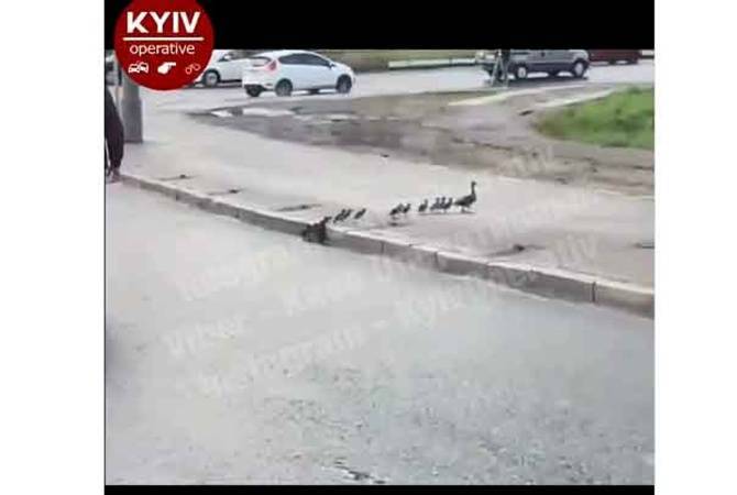В Киеве водители остановили движение, чтобы пропустить утку с утятами. ВИДЕО