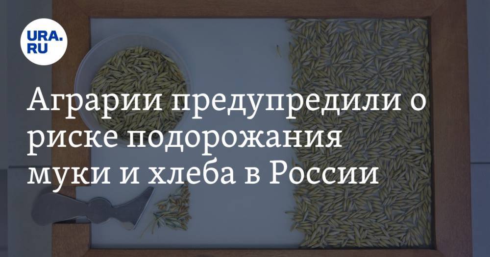 Аграрии предупредили о риске подорожания муки и хлеба в России