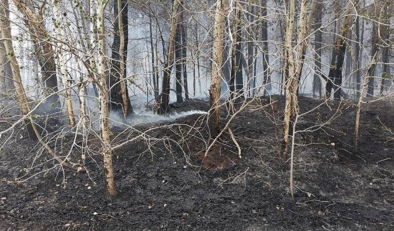 Из-за грозы в Тюменской области произошло 5 природных пожаров