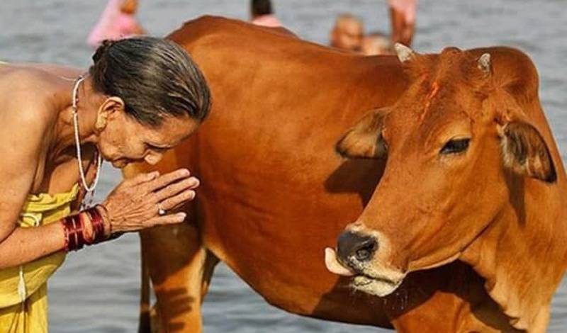 Мракобесием по ковиду: в Индии лечат коронавирус коровьими мочой и навозом