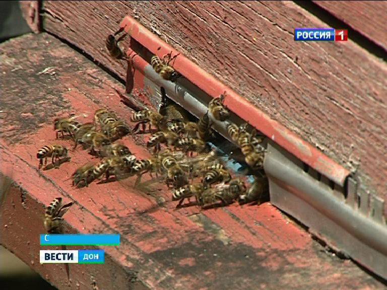 В Ростовской области массово гибнут пчелы