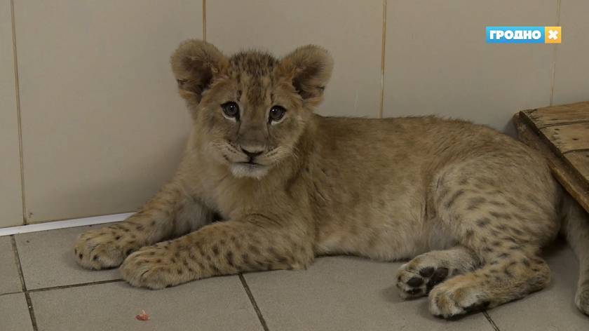 Первых посетителей нового летнего сезона в Гродненском зоопарке встретит молодая львица Джина