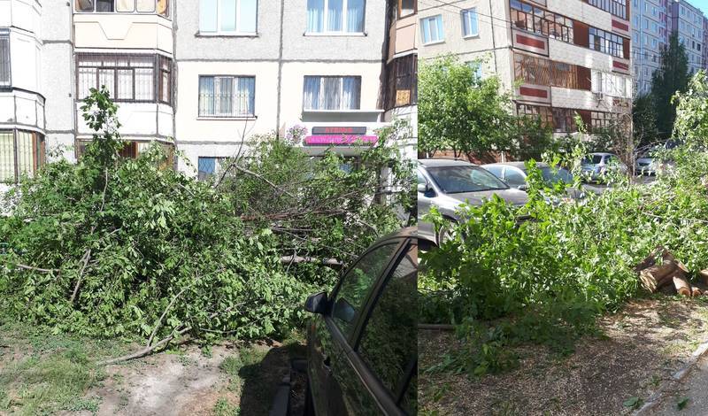 Тюменцы сообщают о вырубке деревьев на улице Народной