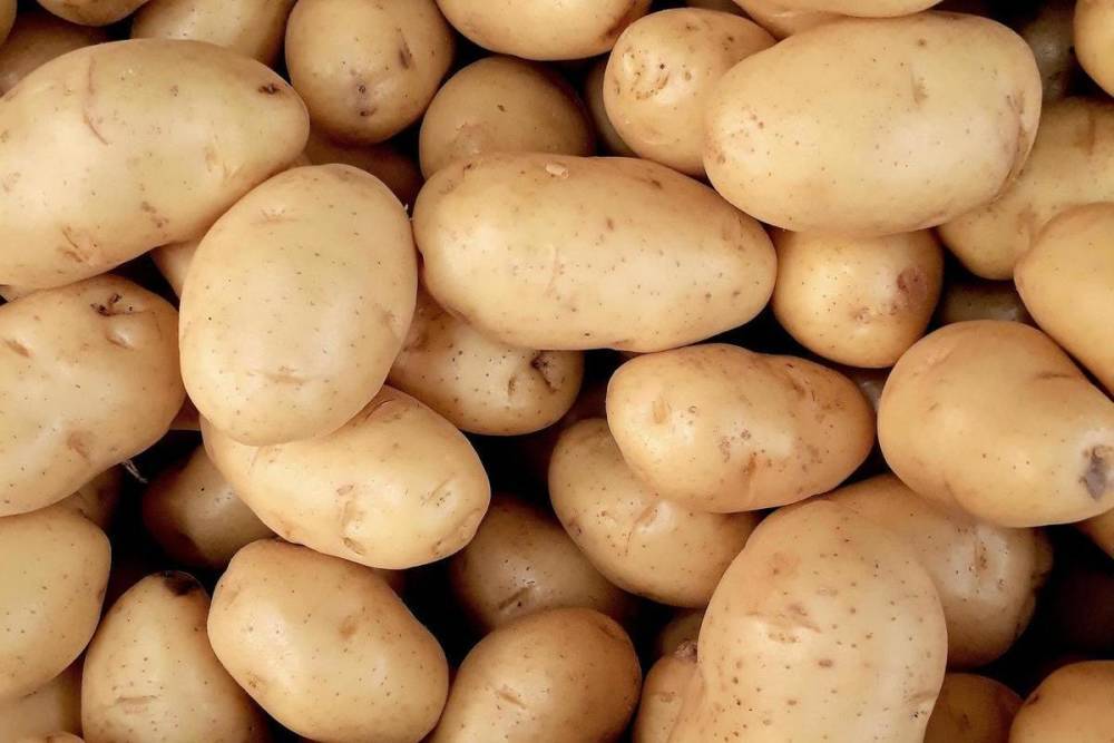 На полях под Псковом заключённые завершили посадку картофеля