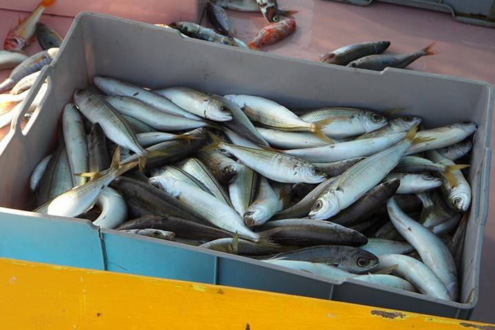 Более 330 тонн товарной рыбы проверили ветеринары Подмосковья с января по май