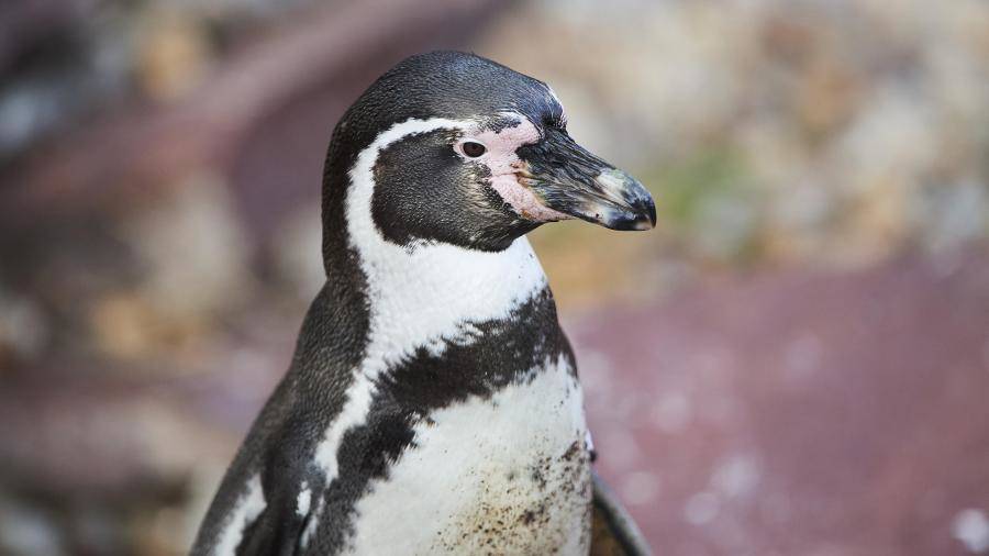 Шесть пингвинов из Московского зоопарка отправлены в Северную Македонию