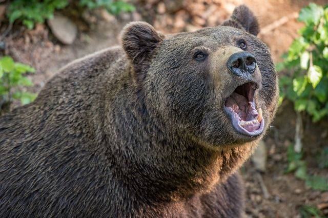 В Колорадо в результате нападения медведя погибла женщина