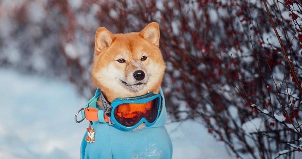Собака из Петербурга добилась славы забавными трюками