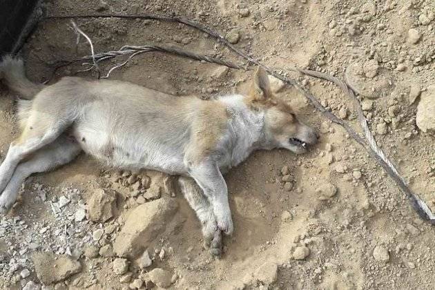 Читинка пожаловалась на мёртвых собак, лежащих у дороги в мкр Октябрьский