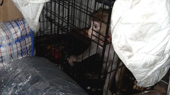 В автобусе под Волгоградом полицейские нашли обезьяну в клетке